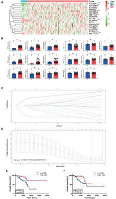 Prognostic Implication of the m6A RNA Methylation Regulators in Rectal Cancer